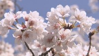 「なぜ桜は花から咲くの？」「なぜ短い期間だけ咲くの？」専門家に聞いてみた【みんなのハテナ】