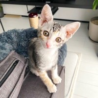 飼い主さんを見つめるテトちゃん（画像提供：テト(バステト女神)と私さん）