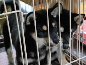 犬猫販売「８週齢規制」実現へ風向きに変化　販売大手が自主規制
