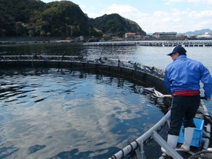 近大マグロミニ物語