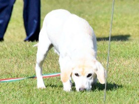 救助犬でも警察犬でも大活躍　ベテランのラブラドルレトリバー