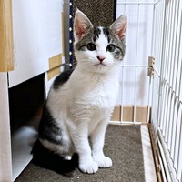 飼い主さんをじっと見つめるしおちゃん（画像提供：猫のしお むすび 飼い主はろでさん）