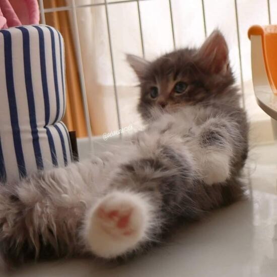 家にきたころの「結」