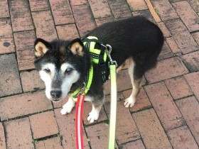 要求吠えが始まった預かり中の老犬　コングでケージトレーニングができた