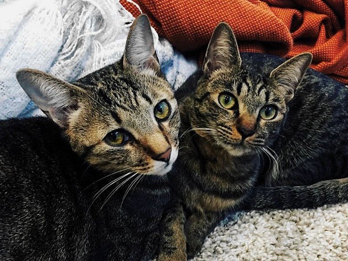 きょうだいのように仲良し