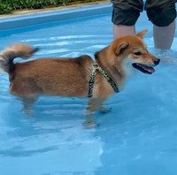 足が着くとわかってひと安心。笑顔のきなこちゃん（動画からキャプチャー／提供：柴犬きなこさん）