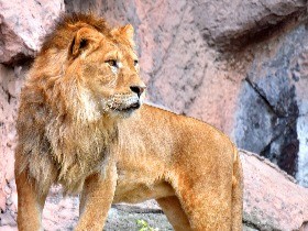 東山動植物園のライオン「ソラ」、甲状腺を治療　すくすく成長