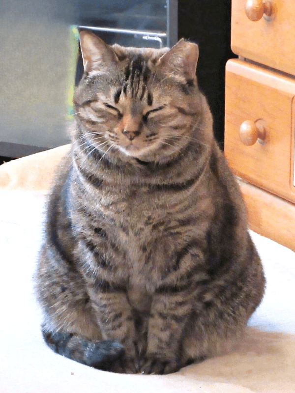 ふっくら幸せそうなえっちゃん（画像提供：Ｙさん）