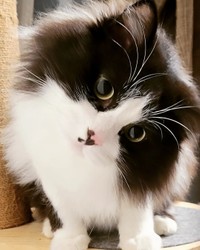 「テナくん」と呼んだら、首をかしげてくれた＝eme.rafさん提供