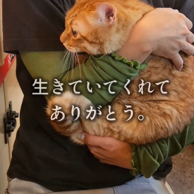大好きなお母さんの呼びかけでボブを保護…生きていてくれて、ありがとう（「つかねこ動物愛護環境福祉事業部」さん提供、Instagramよりキャプチャ撮影）