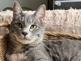 一緒に暮らしたいな　「パナソニック保護犬猫譲渡会」に参加予定の猫（５）