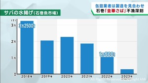 宮城・石巻市のブランドサバ「金華さば」　不漁が続き人気のさば缶も製造見合わせ