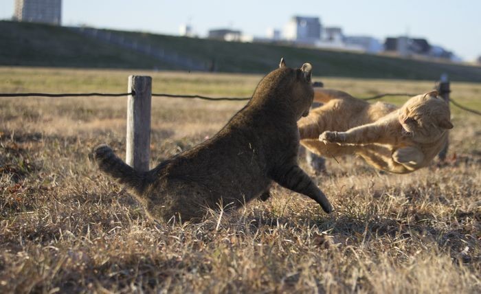 カンフーのような必死な闘い（沖昌之 / 辰巳出版）
