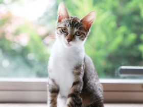 友人の家に迎えられた子猫「ミニミニ」　すまし顔で末っ子らしくなっていた