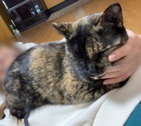 飼い主さんのおなかの上で眠るくるみちゃん（画像提供：サビ猫くるみさん）