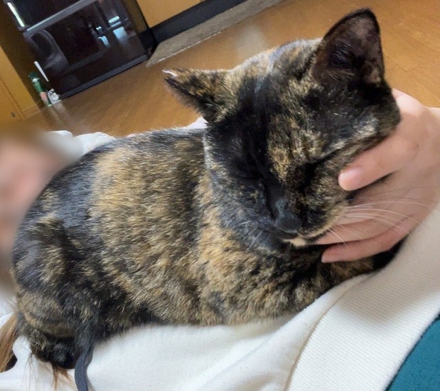 飼い主さんのおなかの上で眠るくるみちゃん（画像提供：サビ猫くるみさん）