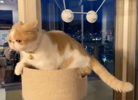 パパさんが近づくと……きなこちゃんの耳がイカ耳に（動画からキャプチャー／提供：エキゾのきなこさん。）