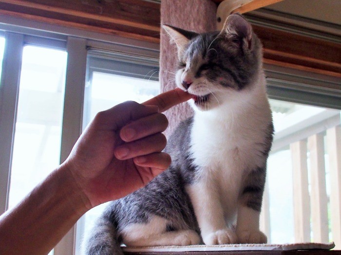 大好きなもの（ママの指）は、かじって味わう