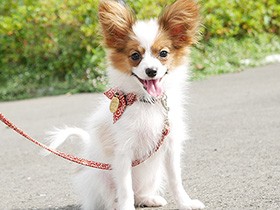 ご飯大好き！　ヤンチャな笑顔で首をかしげるパピヨンの「エナ」