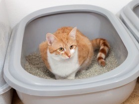 高齢猫（老猫）のトイレ　ストレスなく使え、ケアも考えて