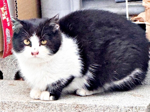 物置に住み着き始めたころのこねぎくん（画像提供：ともさん）