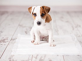 子犬へのトイレのしつけ方　すぐ覚えなくても叱らず、焦らず