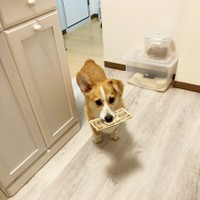 あっという間にお札を奪取した銀太くん(銀太@コーギーさんTwitterより)