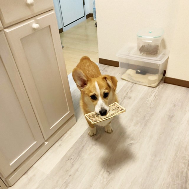 あっという間にお札を奪取した銀太くん(銀太@コーギーさんTwitterより)