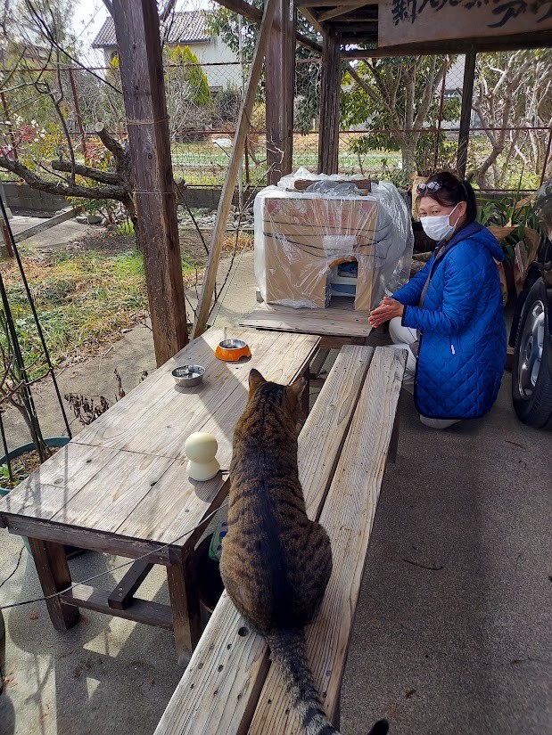 地域猫時代はぬくぬくのダンボールハウスで過ごしていました（画像提供：パン工房アウビングさん）