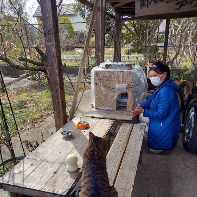 地域猫時代はぬくぬくのダンボールハウスで過ごしていました（画像提供：パン工房アウビングさん）