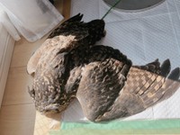 別の日。伏して羽を広げながら日向ぼっこをするアルタイルちゃん（画像提供：アフワシのアルタイルさん）