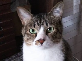 おなかが減ると、あの手この手と鳴き方を変えてご飯を催促するキジ白猫「タビ」