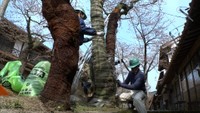 治療を終えた7本の「凱旋桜」幹に巻いた包帯を除去　岡山・新庄村