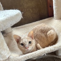 Bさんの猫チャンです。白血病ウイルス陽性の子猫を飼っておられる飼い主さんのために是非ということで、お写真をいただきました。