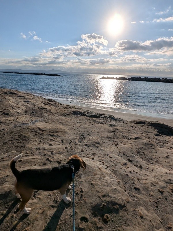 海辺に散歩へやって来たしんたろうくん（画像提供：ともぞうさん）