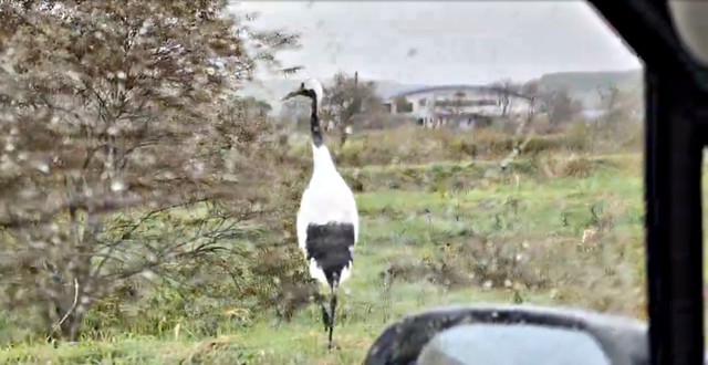 周囲の様子をうかがう鶴（画像提供：マルピギアさん）