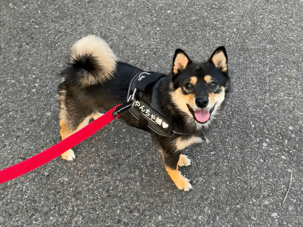 散歩中、にっこり笑顔のこまちちゃん（画像提供：黒柴 こまちさん）