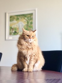 若き日のチャトラン（画像提供：三協精器）