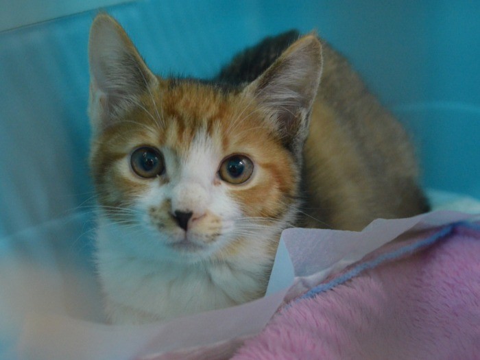 手術前の子猫