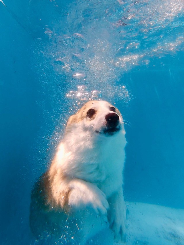 あまりにアザラシすぎるコーギーのつむぎちゃん（提供：🍞コーギーつむぎ🍞さん）