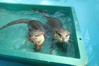 全ての生き物の密輸がなくなりますように（右側がポポちゃん）（提供：海遊館）