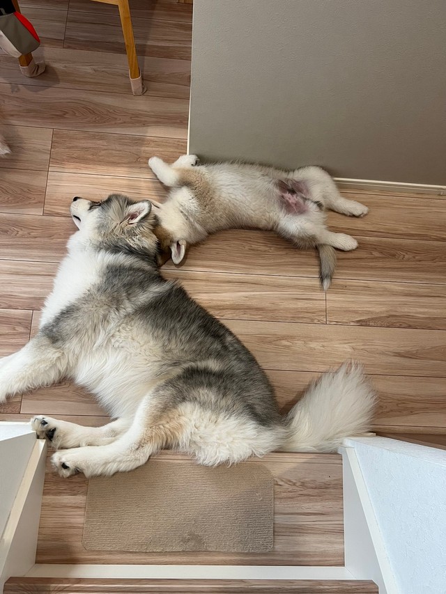 階段下ですやすや眠る（左から）しらすくんとほたてくん（画像提供：しらすとほたてさん）