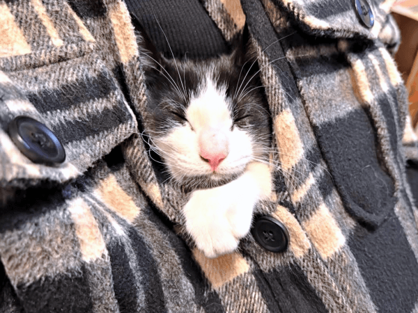 服の中におさまってくつろぐこはるちゃんこはるちゃん（画像提供：T&A&Fさん）