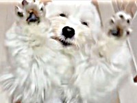 疲れが吹き飛ぶ！ きなりくん、全力のお出迎えが話題に（画像提供：きなりさん）