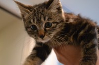 保護して数カ月の頃。まだまだ子猫ながら、現在の面影が…