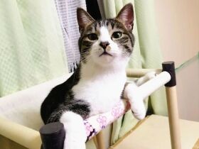 真夏の炎天下、さまよう親子全員を保護　最初に懐いたのが子猫の「メリー」
