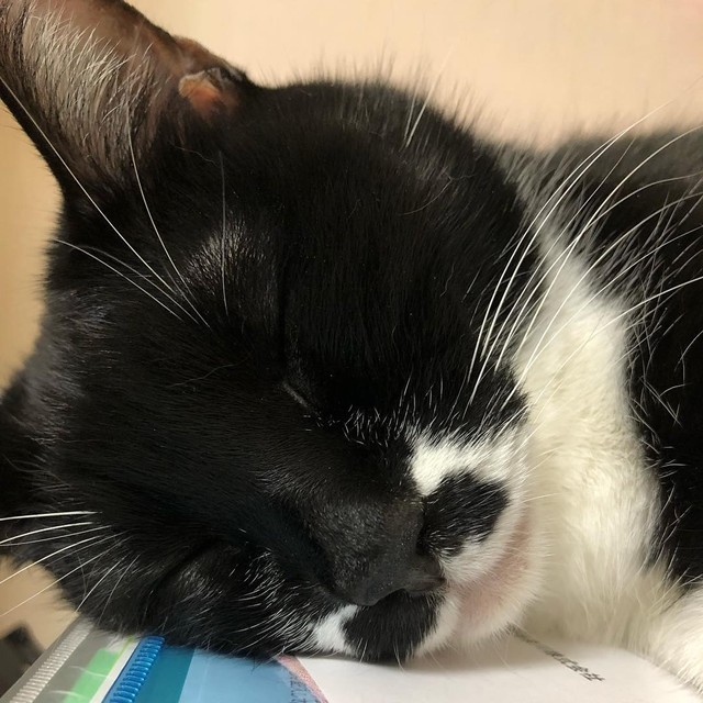 すやすや眠る姿は天使