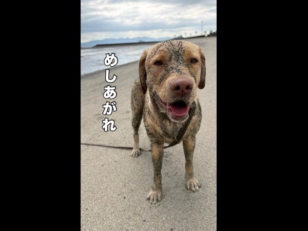 こんがり焼けたトンカツのようになったモゼちゃん（画像提供：モゼ／ラブラドール／わんこの似顔絵さん）