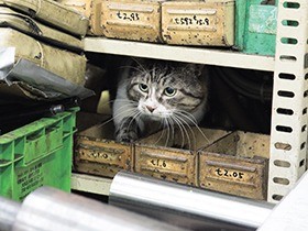 甘え方も処世術？　金属加工工場の猫は「工場長」