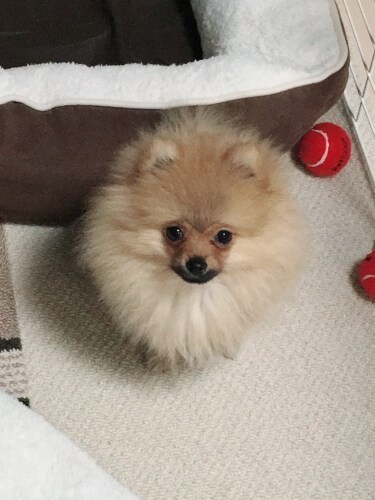 家にきたころの「ポン太」